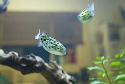 Puffergirl