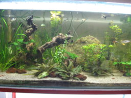 BBFish