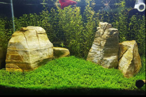 fishyfishphil