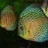 Scaly