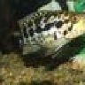 small_fry