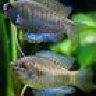 Anine