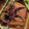 BugMan
