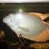 guppy
