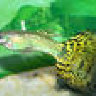 green guppy