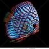 symphysodon