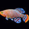 Ammar
