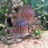 SpiderPig_za