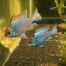 Jaco83