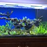 Neon tetra 10