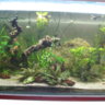 BBFish