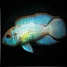 #pisces